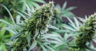 Pot